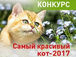 Завершается прием заявок в конкурс «Самый красивый кот-2017» в Новороссийске