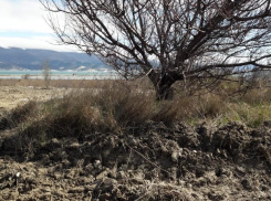 Строители, покусившиеся на вымирающие растения в Новороссийске, нарвались на министерскую проверку