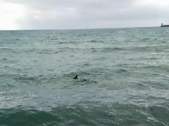 На пляже Новороссийска погиб дельфин: его прибило к берегу 