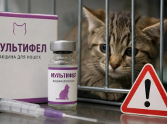 Владельцы кошек по всей России сообщают о проблемах после прививки «Мультифел»