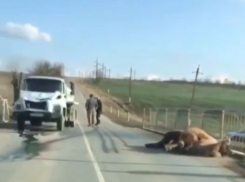 Грузовик сбил верблюда под Новороссийском 