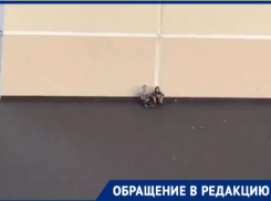 Куда смотрят родители: в Новороссийске школьники свободно гуляют по крышам