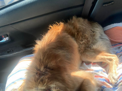 Красавец Глеб из Новороссийска ищет поддержки в борьбе с раком (саркомой)