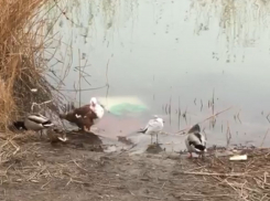 «От Южных прудов ничего не останется»: новороссийцы боятся за птиц и черепах 