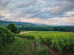 Поставщик салатов для McDonald’s купил землю под Новороссийском