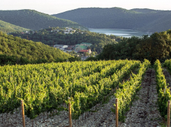 Такого еще не было:  в «Абрау-Дюрсо» собрали рекордный урожай