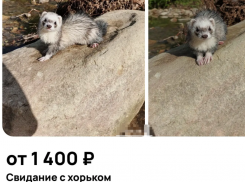 Дрель, платье и хорёк: что новороссийцы берут напрокат и почему это выгодно