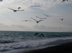 Украина не оставляет в покое Краснодарский край: ночью в регионе сбивали БПЛА