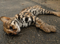 Так вот откуда сбежал леопард в Борисовке под Новороссийском