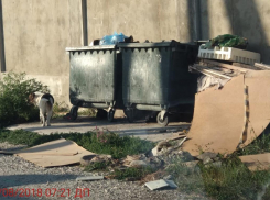 Жалобы новороссийцев на безобразное содержание мусорки назвали преувеличением 