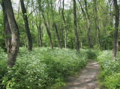 Особо охраняли, но залили бетоном: новороссийцы пытались застроить Цемесскую рощу 