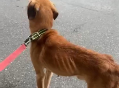 В Новороссийске собак морили голодом и жаждой, чтобы те не ходили в туалет