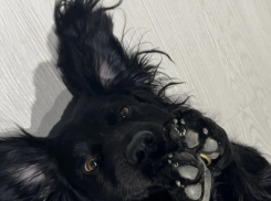 «Может я кому-то нужен?» - друг с ошейником потерялся в Новороссийске