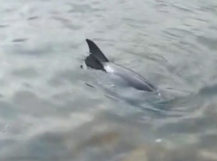 Семья дельфинов выбросилась на берег: новороссийцы могут помочь спасти животных 