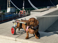 Таксе-колясочнику из Краснодара понравилось «колесить» по Новороссийску