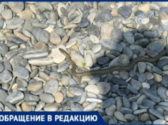 «Мы спасаем в воде, а не на суше», - спасатели жёстко подшутили над жительницей Новороссийска, испугавшейся змеи
