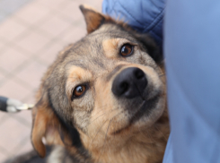 Волонтеры Новороссийска устали ждать помощи от государства и строят свой приют