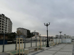 На набережной Новороссийска реанимируют сломанные деревья 