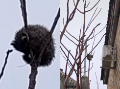 В центре Новороссийска на дереве застрял енот: потеряшка или дикарь