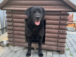 Внимание, розыск: в Новороссийске ищут лабрадора с седой бородой 