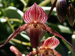 Особо охраняемая природная территория может появиться в пригороде Новороссийска