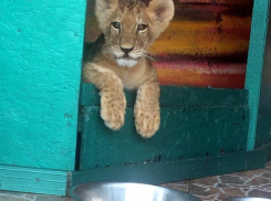 Львенка отпаивают козьим молоком. На Черном море  возвращают к жизни изъятых животных