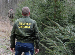 В Новороссийске усилена охрана лесных массивов