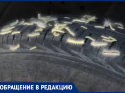 Гусеницы сожрали в Новороссийске деревья и перешли на автомобили