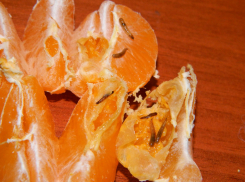 Личинки мух: в Новороссийске не пропустили турецкие апельсины 