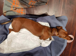 «Мр*зь сбила Стефку и скрылась!»: собака новороссийца пострадала от неизвестного водителя  