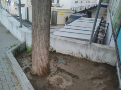 И так сойдет: в Новороссийске дерево замуровали в бетон 