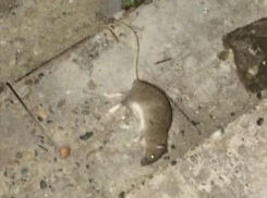 Новороссийцам приходится отбиваться камнями от крыс, чтобы попасть в подъезд