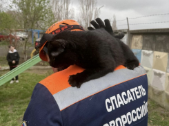Операция «Котострофа»: в Новороссийске спасатели за день вытащили из беды трех котов 