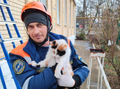 Новороссийская кошка почувствовала себя птицей и не спускалась с дерева несколько дней