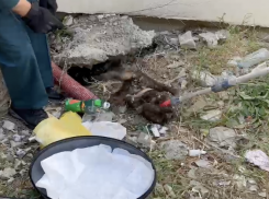 Она боролась, не понимая, что ей помогают — в Новороссийске спасли раненую кошку