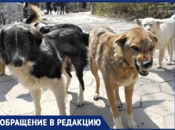 Держат в страхе людей, загрызли местных котов: бродячие собаки наводят ужас на новороссийцев