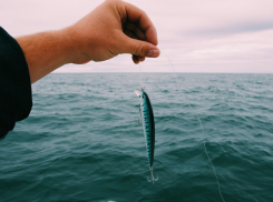 Чёрное море скидок не делает: рыба в Краснодарском крае подорожала на 16,8%