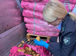 В порту Новороссийска «забраковали» зараженный картофель 