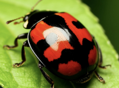 Руками не трогать: Новороссийск атакуют хищные божьи коровки 