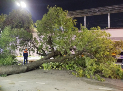 Сухие деревья в Новороссийске рухнули после сильнейшего норд-оста: хорошо, что никто не пострадал