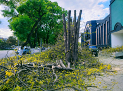 Незаконная вырубка деревьев в Новороссийске проявила бреши бюрократической и правоохранительной систем