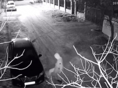 Хулиганская выходка парня из Новороссийска может обернуться реальным сроком 