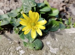 Весенние приметы работают и в Новороссийске