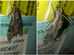 Как будто из Австралии: моль размером с кулак увидели новороссийцы 