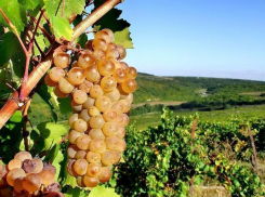 Новороссийск высаживает молодые виноградники