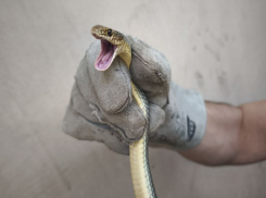Ещё две змеи заползли в дом к новороссийцам: пресмыкающиеся ищут укромные места 