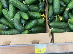 «Это что за цены?»: в Новороссийске продаются огурцы по цене мяса