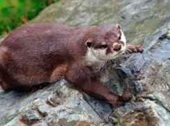 Необычная выдра обитает в окрестностях Новороссийска