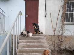Бездомные животные в Новороссийске: проблема всё острее