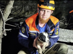 Из плиты виднелась одна голова: в Новороссийске прошла «ювелирная» операция по спасению щенка 